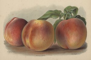 Nectarine Peach, Princess of Wales, Sea Eagle de English School